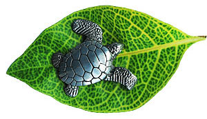 From Bali Lets Save the sea turtle kesian.com